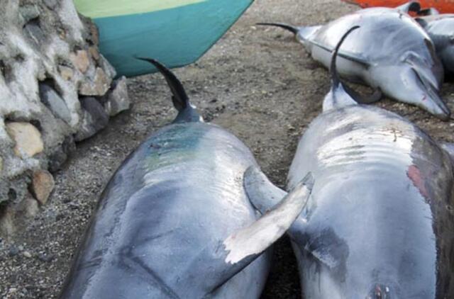 Nugaišo mažiausiai 20 į JAV pakrantę išmestų delfinų