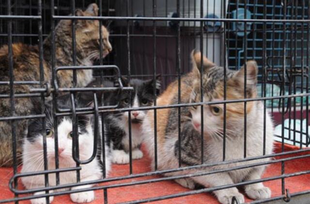 Prieš Europos futbolo čempionatą Kijevas uždraudė pardavinėti šunis ir kates