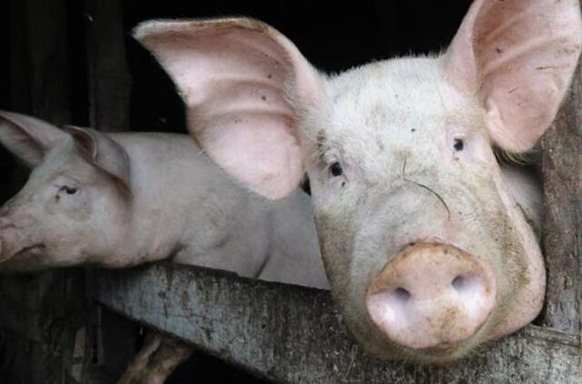 Rusija panaikino visus kiaulienos importo apribojimus Lietuvai