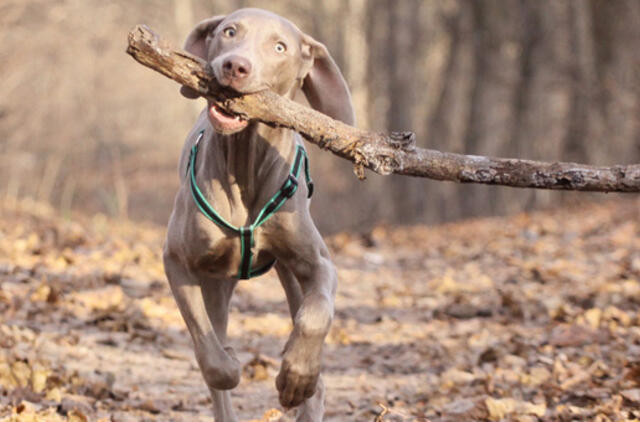 Sausio 1-oji: vardadieniai, dangaus kūnai, istorija