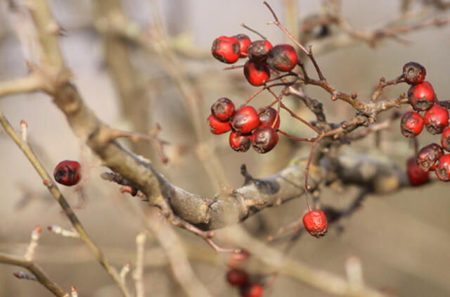 Sausio 10-oji: vardadieniai, dangaus kūnai, istorija