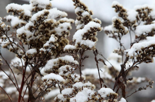 Sausio 22-oji: vardadieniai, dangaus kūnai, istorija