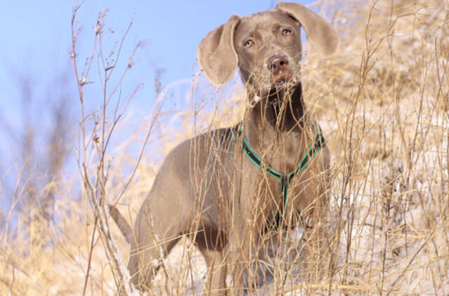 Sausio 23-ioji: vardadieniai, dangaus kūnai, istorija