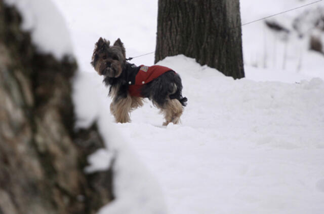 Sausio 31-oji: vardadieniai, dangaus kūnai, istorija