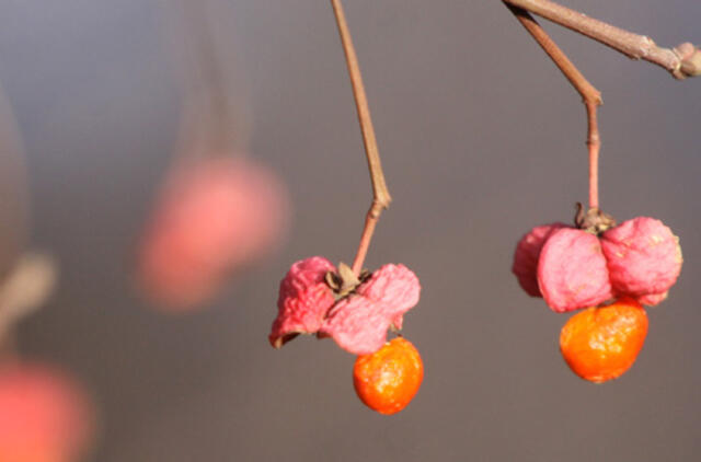 Sausio 5-oji: vardadieniai, dangaus kūnai, istorija