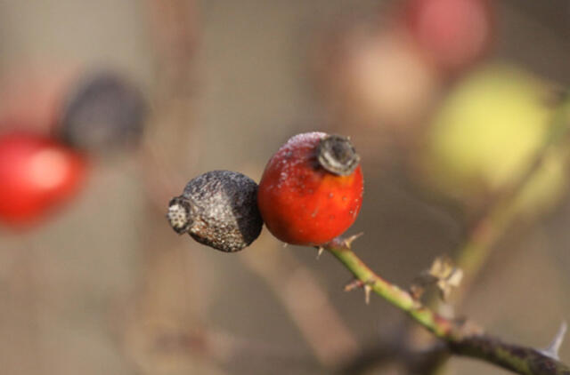 Sausio 8-oji: vardadieniai, dangaus kūnai, istorija