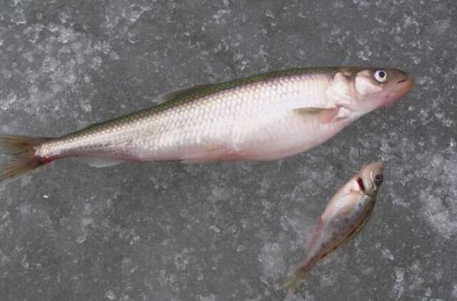 Žvejams atsirado viltis pasėdėti ant ledo