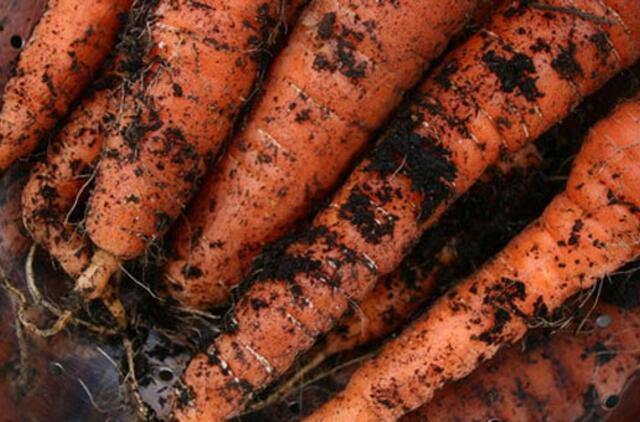 Ar pavojinga vartoti parudavusias morkas