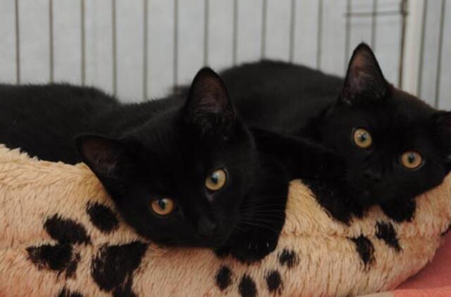 "Būk mano draugas". Katytės (rado namus!)