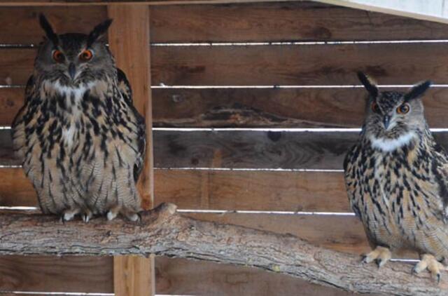 Klaipėda: VE.lt pristato vasario 24-osios įvykius