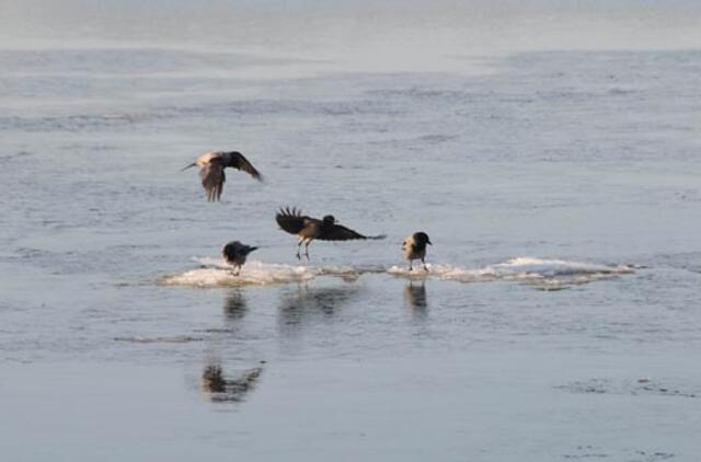 Klaipėda: VE.lt pristato vasario 3-iosios įvykius