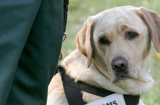 Labradoras Vokietijoje išteisintas dėl šeimininkės nužudymo