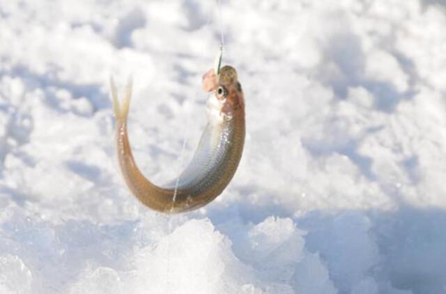 LRT "Krašto spalvose" - Neringos ir Palangos merų stintų žvejyba