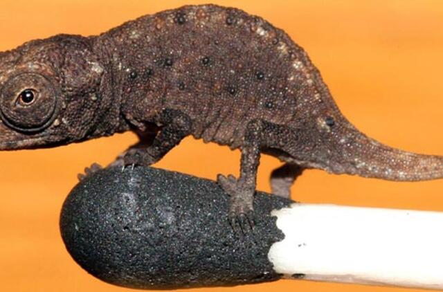 Madagaskare aptiktas mažiausias driežas pasaulyje