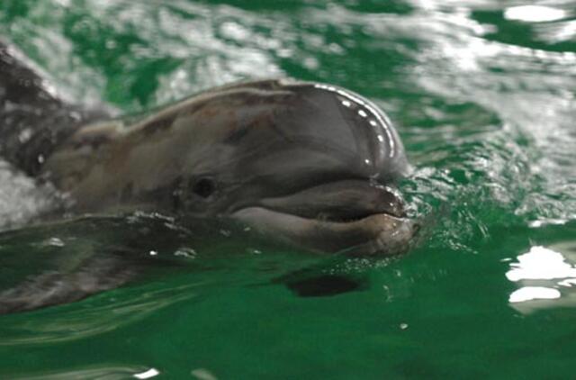 Mokslininkai mano, kad reikia priimti banginių ir delfinų teisių deklaraciją