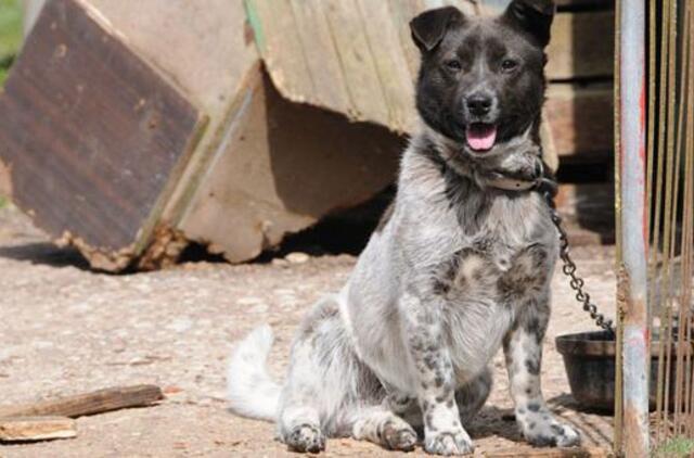 Registruoti kaimo keturkojus - per brangu