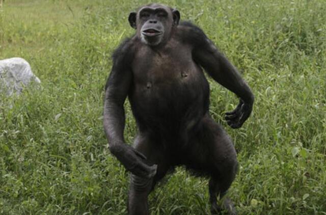 Udmurtijos zoologijos sode gyvenančios beždžionės išmoko plauti grindis ir išnešti šiukšles