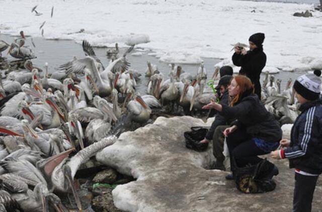 Užšalusioje Kaspijos jūroje bandoma išgelbėti šimtus pelikanų