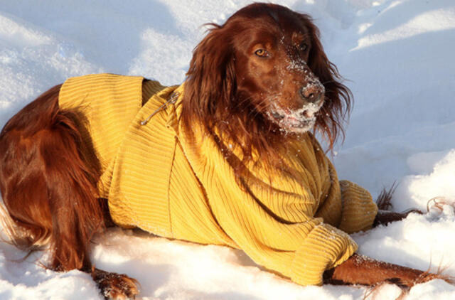 Vasario 2-oji: vardadieniai, dangaus kūnai, istorija