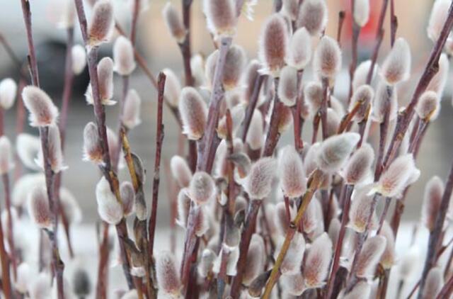 Vasario 27-oji: vardadieniai, dangaus kūnai, istorija