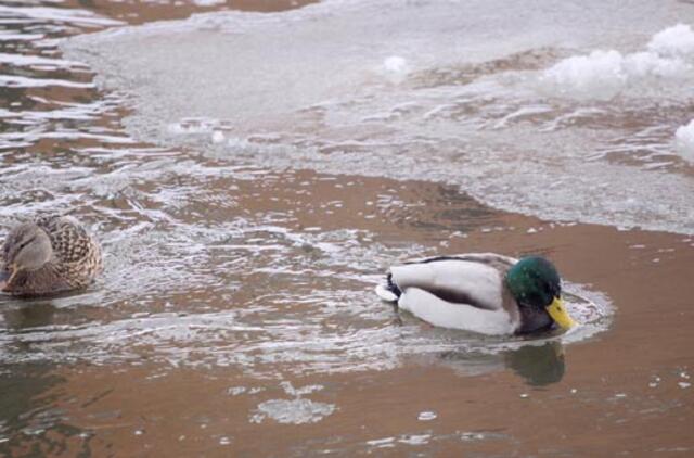 Vasario 7-oji: vardadieniai, dangaus kūnai, istorija