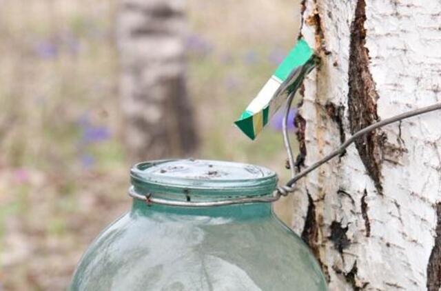 Ar jau metas leisti sulą?