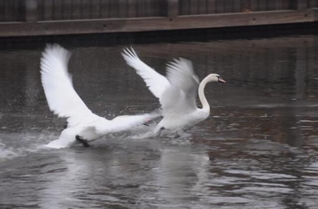 Klaipėda: VE.lt pristato kovo 11-osios renginius