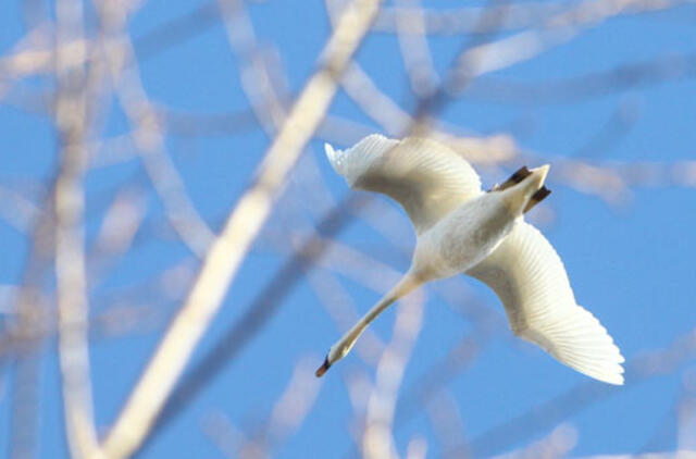 Klaipėda: VE.lt pristato kovo 15-osios įvykius