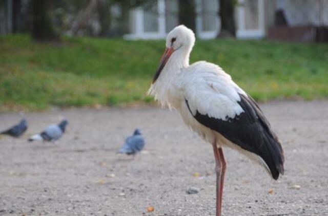 Kovo 26-oji: vardadieniai, dangaus kūnai, istorija