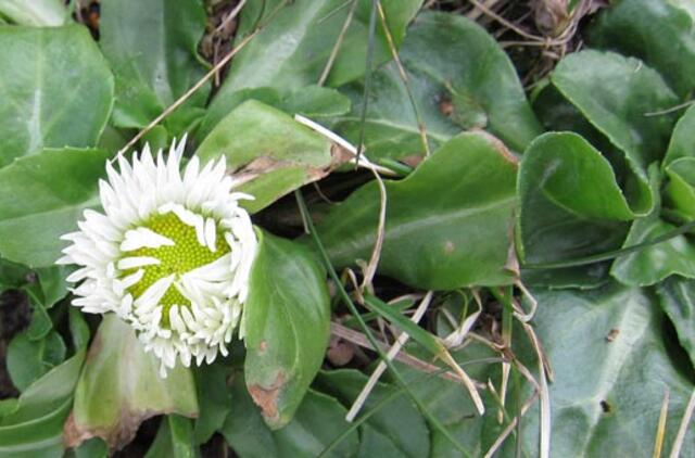 Kovo 31-oji: vardadieniai, dangaus kūnai, istorija