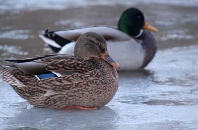 Kovo 7-oji: vardadieniai, dangaus kūnai, istorija