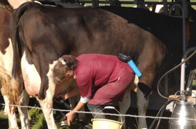 Maisto kainų paradoksų nemažėja