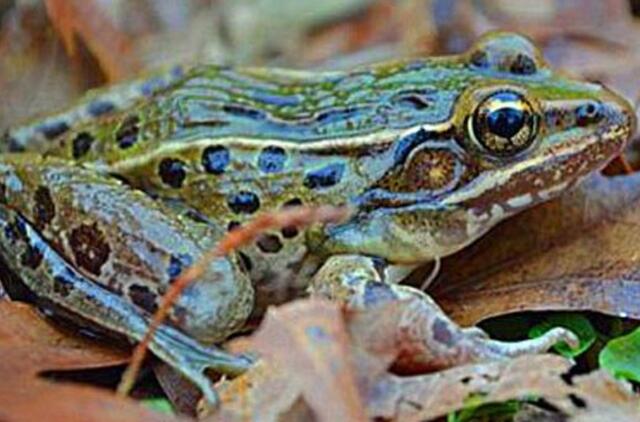 Nauja varlių rūšis aptikta Niujorke