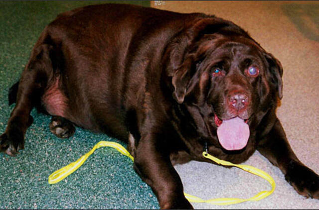 Nutukusiems šunims įveikti laiptus padės keltuvas