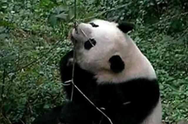 "Pandos arbata" – brangiausia pasaulyje