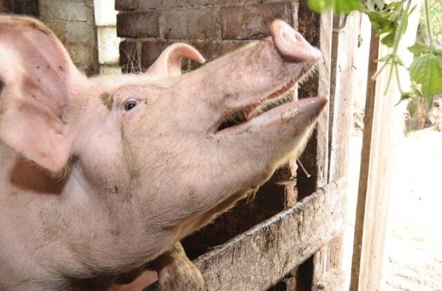 Rusija dėl naujo viruso pristabdo raguočių ir kiaulių importą iš ES