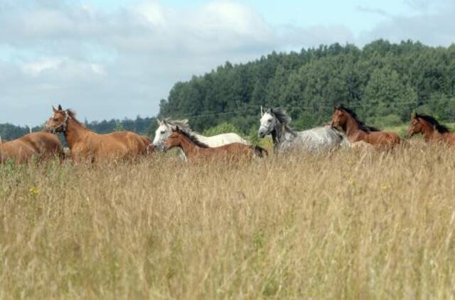 Žirgynų jungimo naudą įžvelgia ne visi
