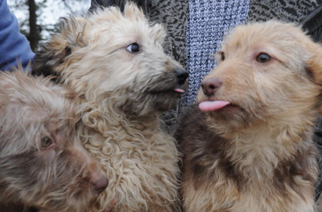 Amerikoje transliuojama televizija šunims