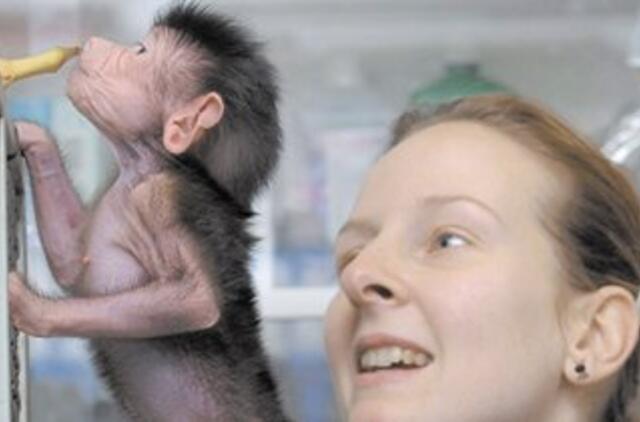 Babuinai geba atskirti rašytinius angliškus žodžius