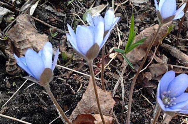 Balandžio 24-oji: vardadieniai, dangaus kūnai, istorija