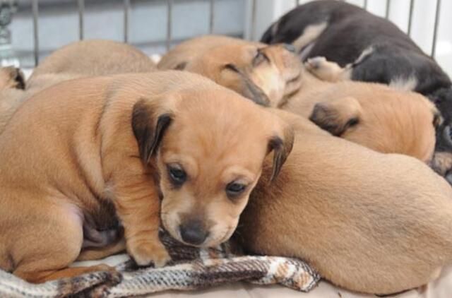 Balandžio 28-oji - Pasaulinė veterinarijos diena