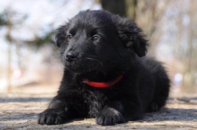 "Būk mano draugas". Upė (rado namus!)