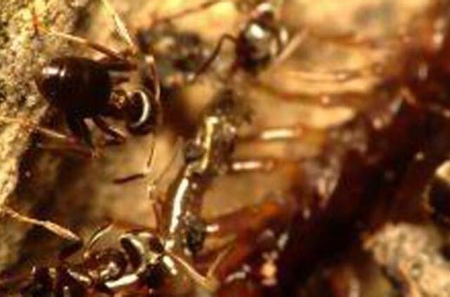 Faktai ir mitai, kurių nežinote apie skruzdes!