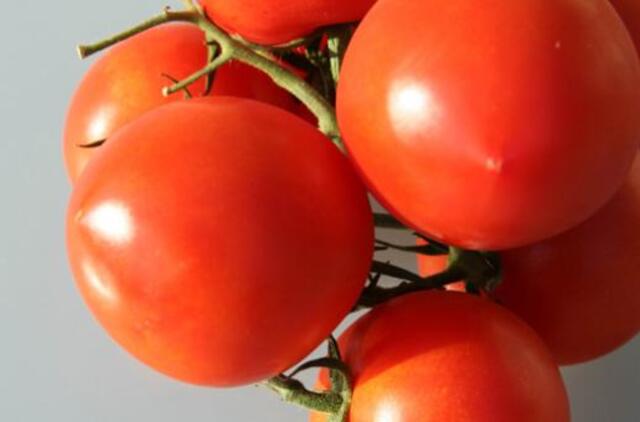 Kuo tręšti pomidorus?