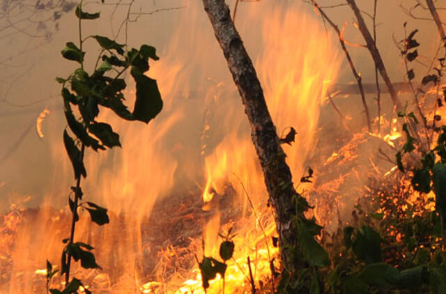 Netoli Niujorko šėlsta miško gaisrai
