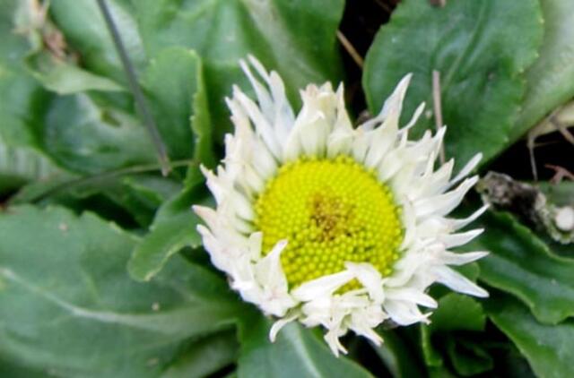 Pavasariniai organizmo stiprintojai - kas jie?