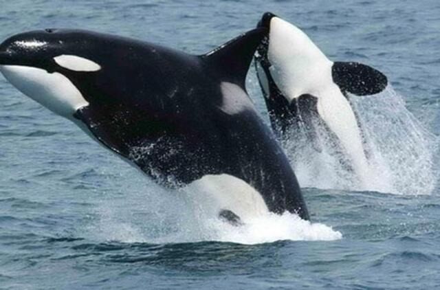 Pirmą kartą laisvėje aptikta suaugusi baltoji orka