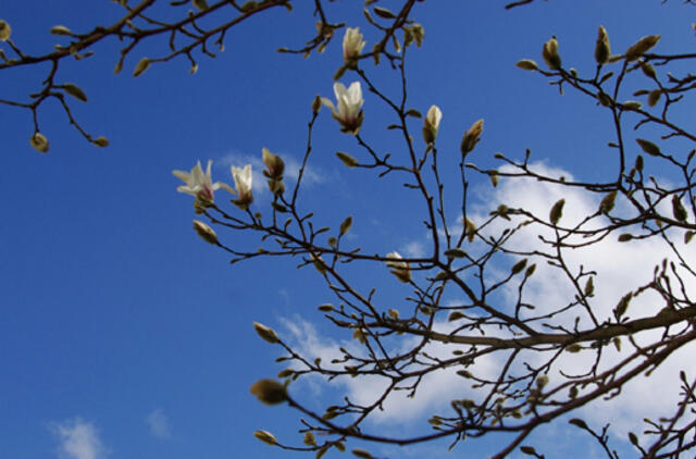 Savaitgalį - 25 laipsnių šiluma