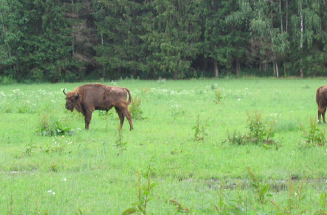 Ūkininkų galvos skausmas – pasėlius niokojantys stumbrai
