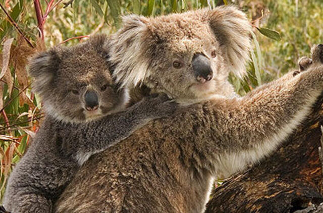 Australija: koalos paskelbtos nykstančia rūšimi